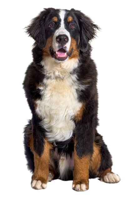 Bernese Mountain Dog waiting patiently for his veterinarian to give him a treat.